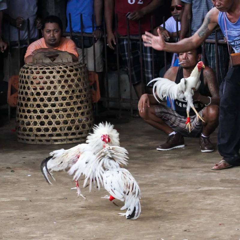 Loi da san dau – vu khi toi thuong cua ga Cuban